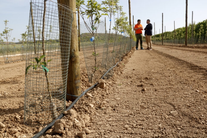 Protectors metàl·lics als fruiters per evitar els danys de conills en una finca de Miralcamp Data de publicació divendres 24 d’abril del 2026, 1303 Localització Miralcamp Autor Anna Berga