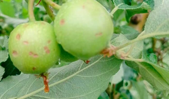 pomes-pedra