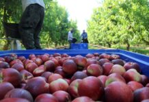 Afrucat assenyala la distribució europea de pressionar a la baixa els preus de la fruita de pinyol