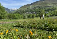 Volen convertir la floració dels camps d’àrnica de Taüll en un reclam turístic