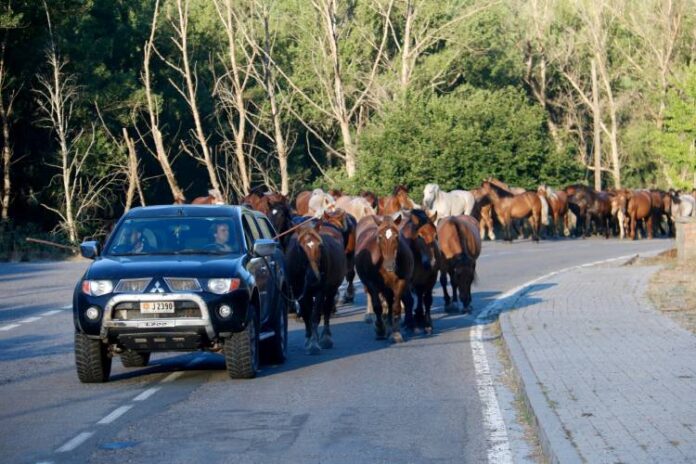 Al davant del ramat de cavalls un tot terreny que marca el ritme dels animals