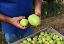 Les exportacions lleidatanes continuen a la baixa al maig i cauen un 4,5% amb 243,7 MEUR