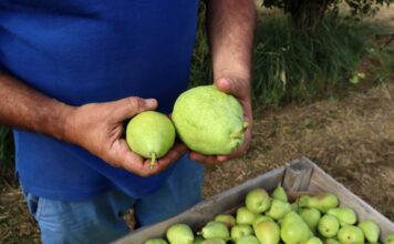 Les exportacions lleidatanes continuen a la baixa al maig i cauen un 4,5% amb 243,7 MEUR