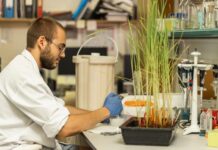 Lleida es reforça com a referent en recerca agroalimentària amb un centre pioner d’edició genòmica de cereals