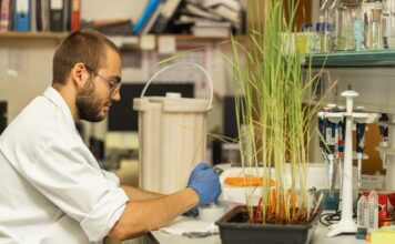 Lleida es reforça com a referent en recerca agroalimentària amb un centre pioner d’edició genòmica de cereals