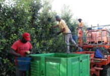 Afrucat estima que la producció de poma a Catalunya augmentarà un 9% respecte a l’any passat i la de pera baixarà un 5%
