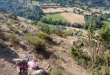 ERC reclama compensacions per serveis ecosistèmics als ramaders afectats pels atacs de l’os bru a l’Alt Pirineu