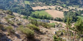 ERC reclama compensacions per serveis ecosistèmics als ramaders afectats pels atacs de l’os bru a l’Alt Pirineu