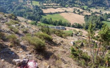 ERC reclama compensacions per serveis ecosistèmics als ramaders afectats pels atacs de l’os bru a l’Alt Pirineu