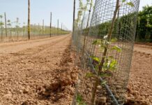 Ordeig defensa les mesures per reduir la sobrepoblació de conills als camps i obre la porta a “augmentar-les, si cal”