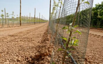 Ordeig defensa les mesures per reduir la sobrepoblació de conills als camps i obre la porta a “augmentar-les, si cal”