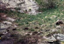 Depana documenta dues osses amb tres cadells cadascuna a la Val d’Aran, un fet inèdit al Pirineu