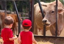 Les escoles descobreixen l’Horta a Granja Pifarré
