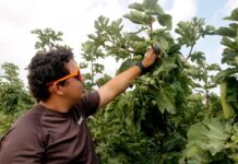 La calor avança la collita de la figa d’Alguaire