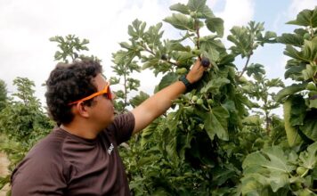 La calor avança la collita de la figa d’Alguaire