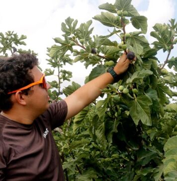 La calor avança la collita de la figa d’Alguaire