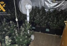 La Guàrdia Civil desmantella una plantació de marihuana en un pis de Lleida i deté un home