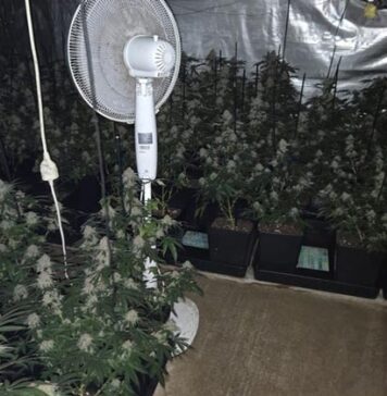 La Guàrdia Civil desmantella una plantació de marihuana en un pis de Lleida i deté un home