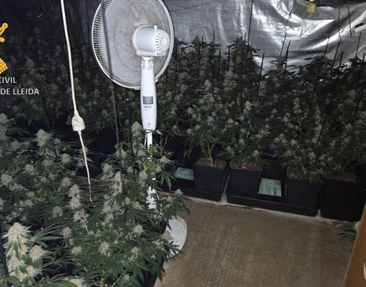 La Guàrdia Civil desmantella una plantació de marihuana en un pis de Lleida i deté un home