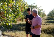 Productors reivindiquen el cultiu de pistatxo per la seva resistència a la sequera i preu estable