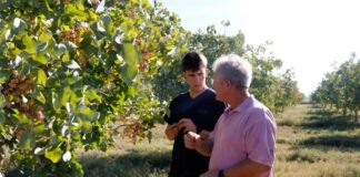 Productors reivindiquen el cultiu de pistatxo per la seva resistència a la sequera i preu estable