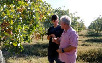 Productors reivindiquen el cultiu de pistatxo per la seva resistència a la sequera i preu estable
