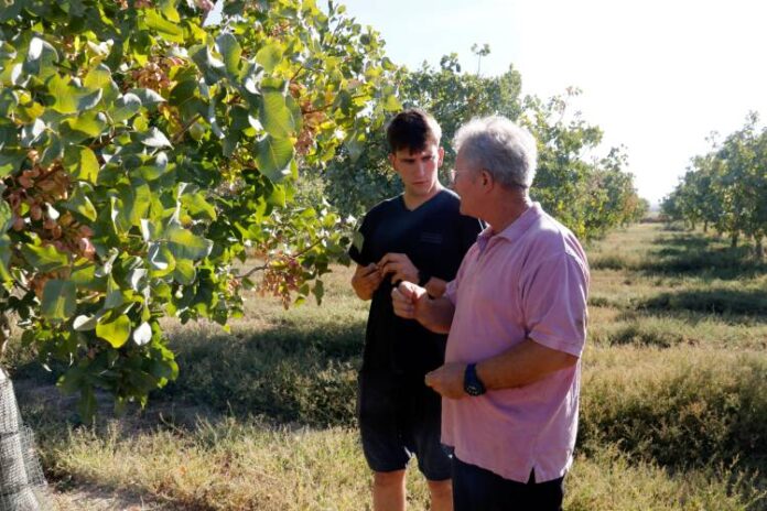 Els productors de pistatxos de Verdú Eudald Boleda i Ramon Boleda en una finca d'arbres Data de publicació_ dilluns 21 de setembre del 2026, 13_34 Localització_ Verdú Autor_ Anna Berga