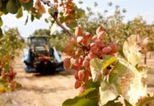 La collita de festucs comença a Ponent amb bones perspectives i la recuperació de la producció al secà