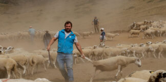 Ramaders que recullen les ovelles a les muntanyes del Pallars constaten amb preocupació la sequera i la falta d’herba