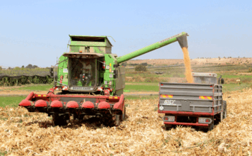 La calor i l’aranya roja fan avançar la collita de panís a Ponent