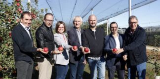 L’IRTA presenta Adore, una varietat de poma tardana que s’adapta a episodis de calor prolongada