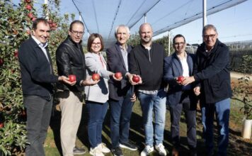 L’IRTA presenta Adore, una varietat de poma tardana que s’adapta a episodis de calor prolongada