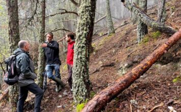 El Parc Nacional d’Aigüestortes té els millors boscos madurs d’Espanya