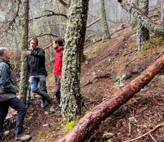 El Parc Nacional d’Aigüestortes té els millors boscos madurs d’Espanya