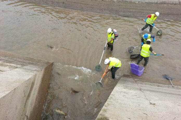 Tècnics capturen peixos en un canal durant el buidatge de la infraestructura hidràulica