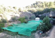 Una discussió de parella destapa una plantació de marihuana i permet detenir set persones a Bovera