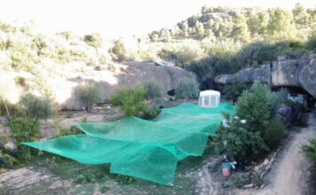 Una discussió de parella destapa una plantació de marihuana i permet detenir set persones a Bovera